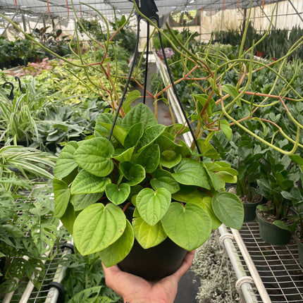 Peperomia 'Rana Verde'