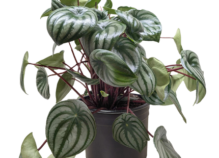 Peperomia Watermelon