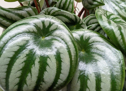 Peperomia Watermelon