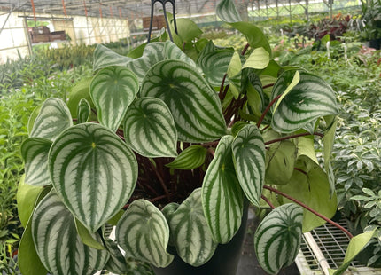 Peperomia 'Watermelon Variegated'