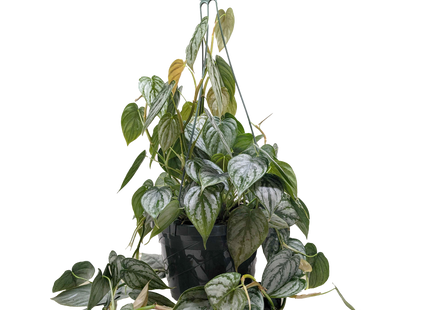 Philodendron 'Brandi'