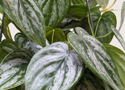 Philodendron 'Brandi'