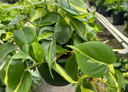 Philodendron 'Brasil'