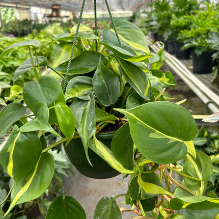 Philodendron 'Brasil'