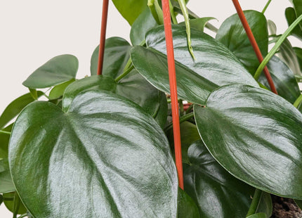 Philodendron Cordatum Heartleaf