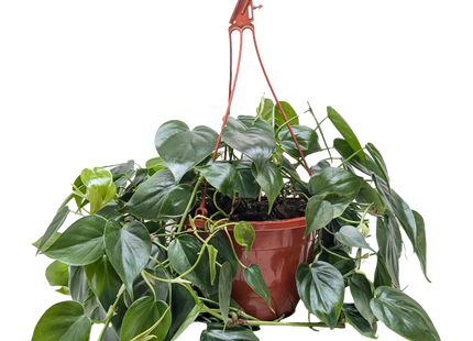 Philodendron Cordatum Heartleaf