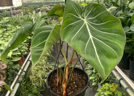 Philodendron Gloriosum