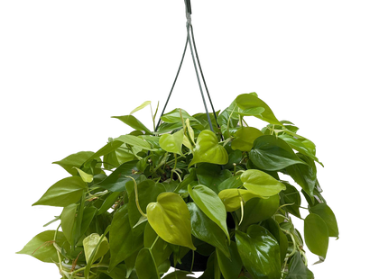 Philodendron 'Neon'