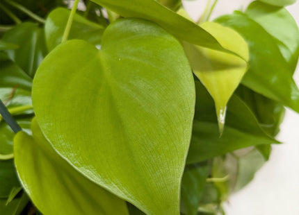 Philodendron 'Neon'