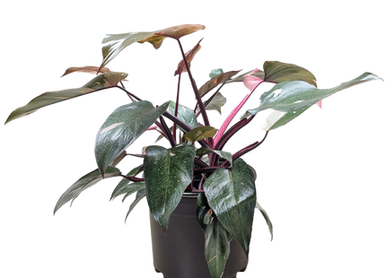 Philodendron 'Pink Princess'
