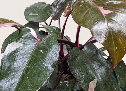 Philodendron 'Pink Princess'