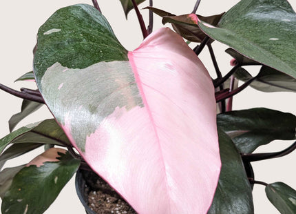 Philodendron 'Pink Princess'
