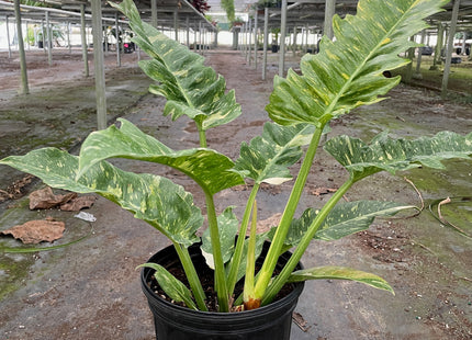 Philodendron Ring of Fire Variegated