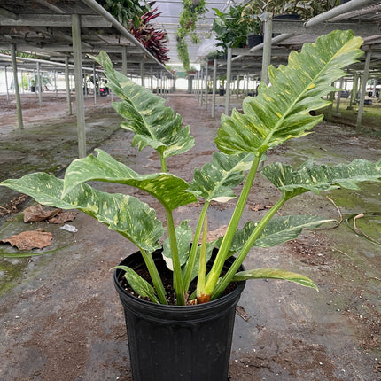 Philodendron Ring of Fire Variegated