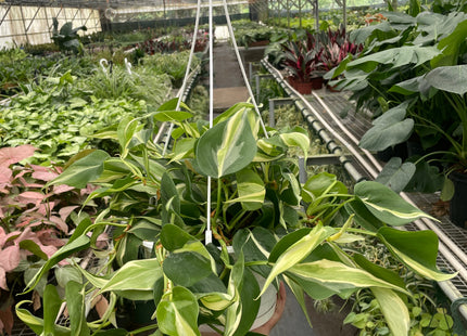 Philodendron 'Silver Stripe'