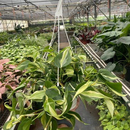 Philodendron 'Silver Stripe'