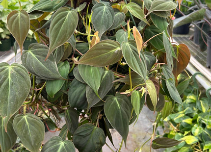 Philodendron 'Velvet'