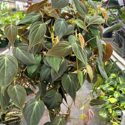 Philodendron 'Velvet'