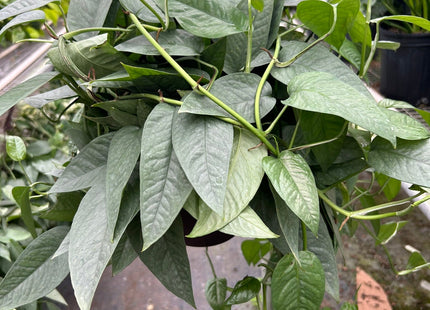 Pothos 'Cebu Blue'
