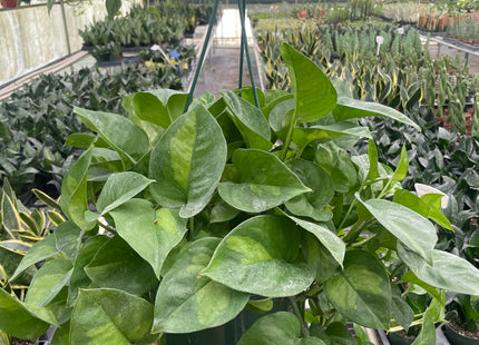 Pothos 'Global Green'