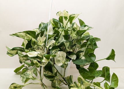 Pothos Manjula