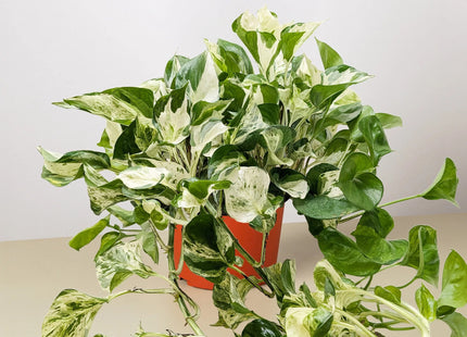Pothos Manjula
