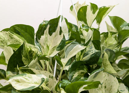 Pothos Manjula