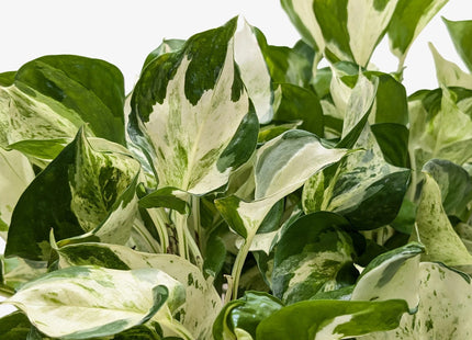 Pothos Manjula