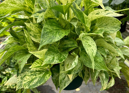 Pothos 'Marble Queen'