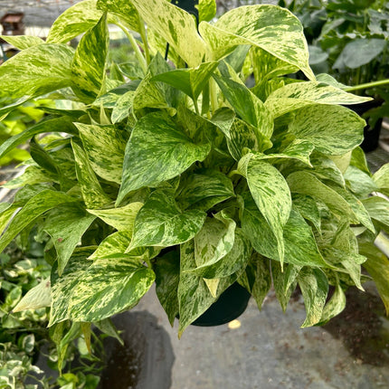 Pothos 'Marble Queen'