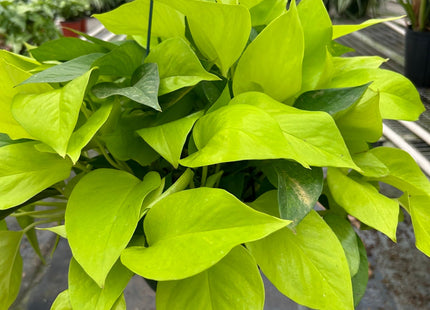 Pothos 'Neon'