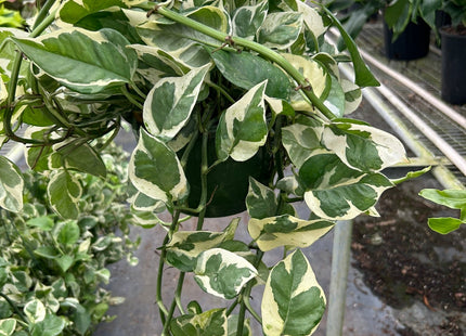 Pothos 'N'joy'