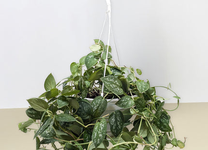 Pothos 'Satin'