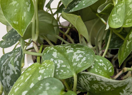 Pothos 'Satin'