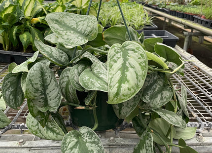 Pothos 'Silver Splash'