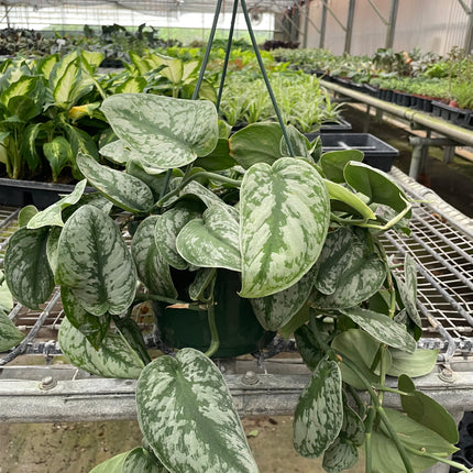 Pothos 'Silver Splash'