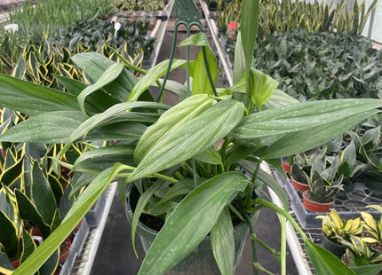Pothos 'Silver Streak'