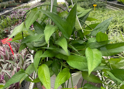 Pothos Skeleton Key