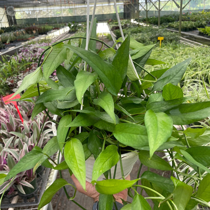 Pothos Skeleton Key