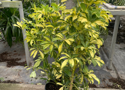 Schefflera Variegated