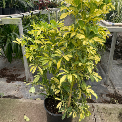 Schefflera Variegated
