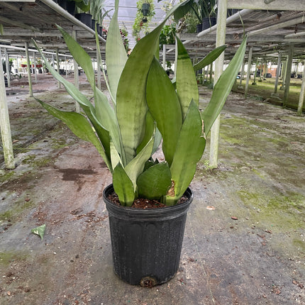 Snake Plant Moonshine