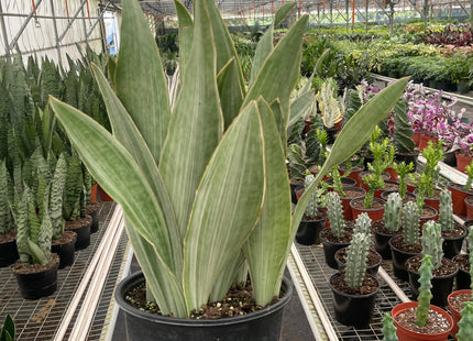 Snake Plant 'Sayuri'