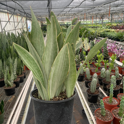 Snake Plant 'Sayuri'