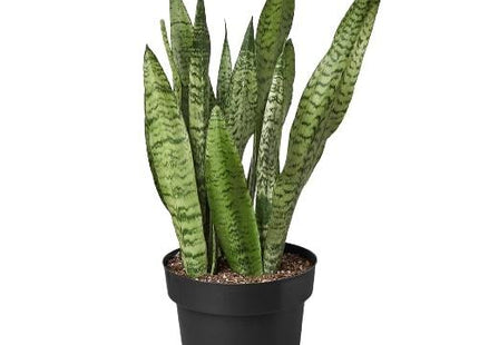 Snake Plant 'Zeylanica'