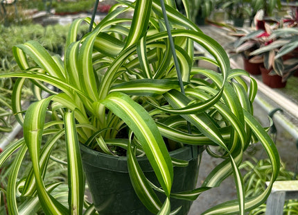 Spider Plant 'Bonnie'