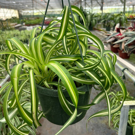 Spider Plant 'Bonnie' | Live Plant for Indoor & Outdoor | House Plant Decor