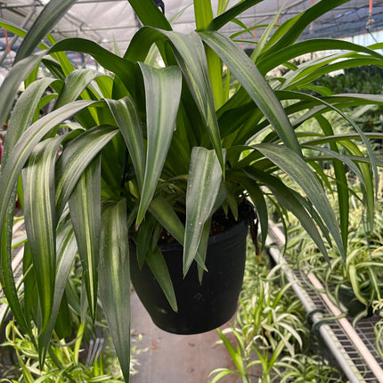 Spider Plant Hawaiian