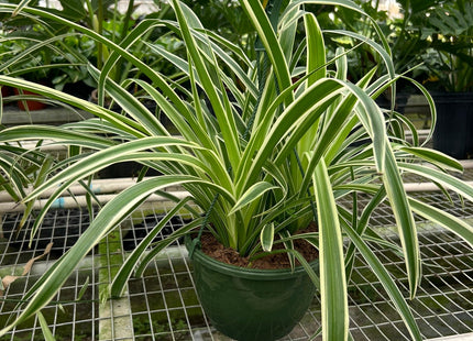 Spider Plant Reverse