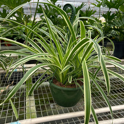 Spider Plant Reverse